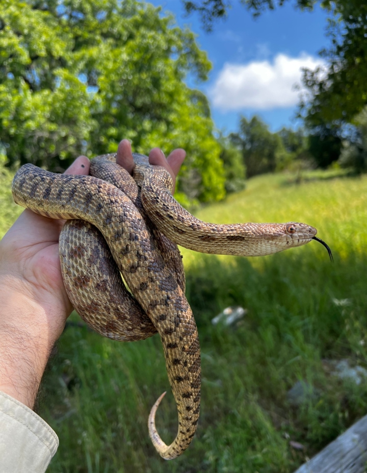 Pacific Gopher Snake